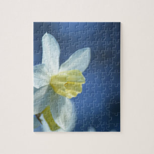 Daffodil in Spring Jigsaw Puzzle