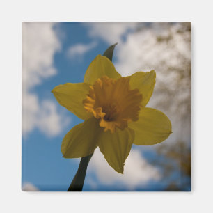 Daffodil in spring magnet