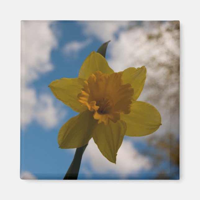 Daffodil in spring magnet (Front)
