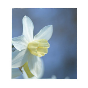 Daffodil in Spring Notepad