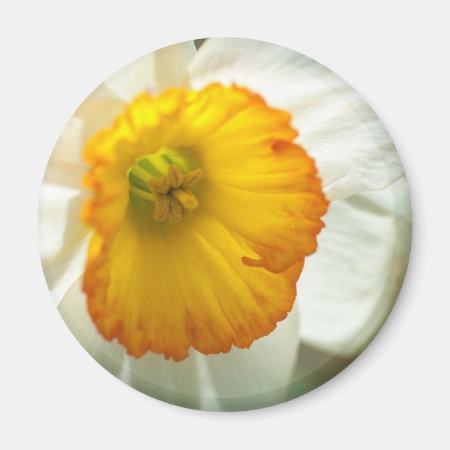 Daffodil Magnet (Front)