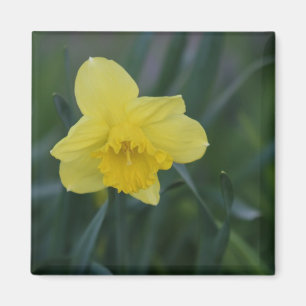 Daffodil Magnet