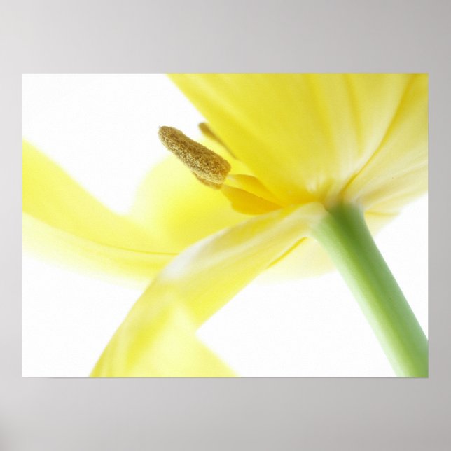 Daffodil / Narcissus Poster (Front)