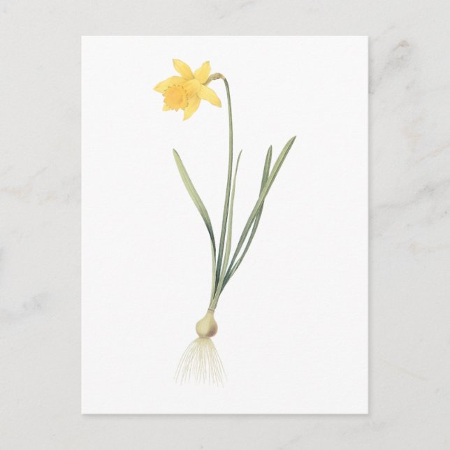 daffodil(Narcissus pseudo-narcissus) by Redouté Postcard (Front)