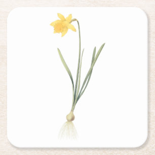 daffodil(Narcissus pseudo-narcissus) by Redouté Square Paper Coaster