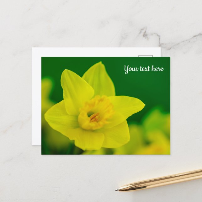 Daffodil Postcard (Front/Back In Situ)