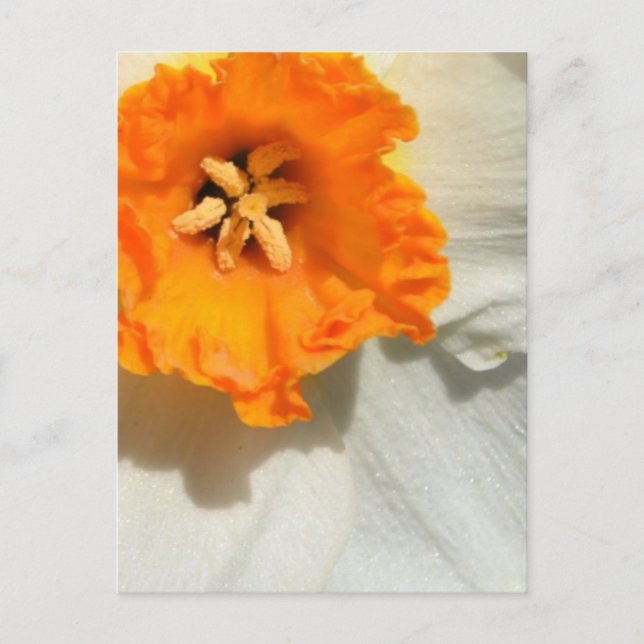 Daffodil Postcard (Front)