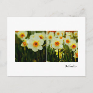 Daffodil Postcard