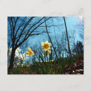 Daffodil Postcard