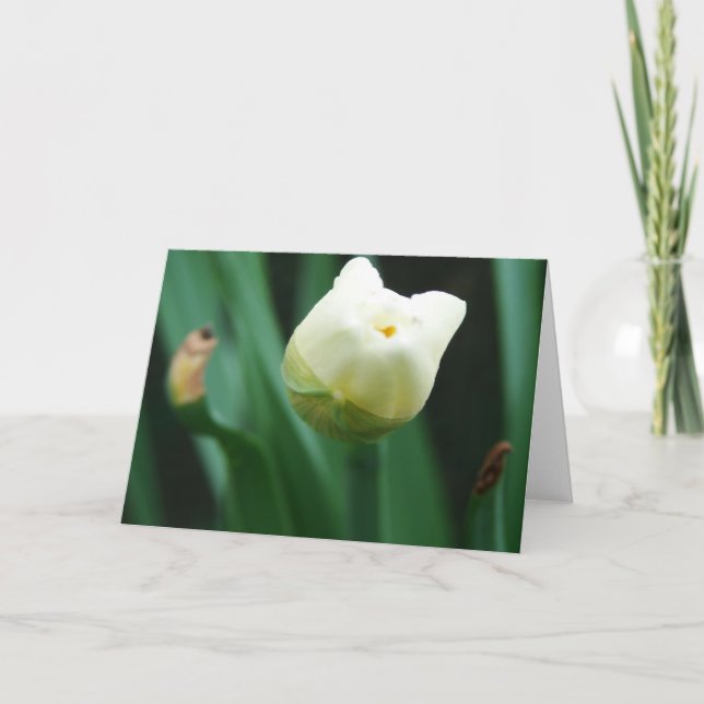 Daffodil Ready To Bloom Card (Front)