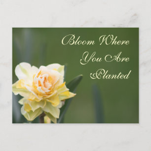 Daffodil Rose Photography Postcard
