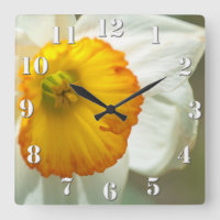 Daffodil