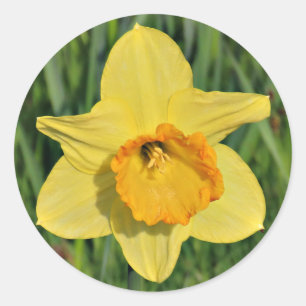 Daffodil Stickers