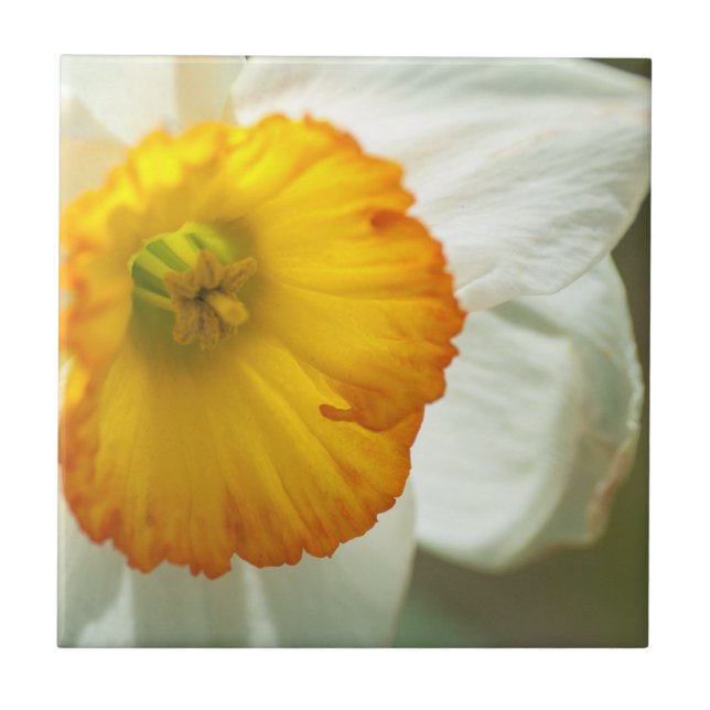 Daffodil Tile (Front)