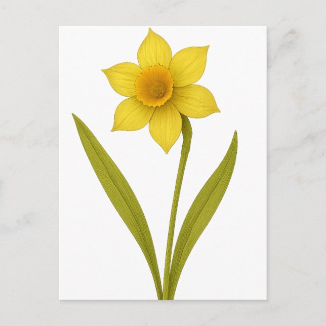 Daffodil — Unequalled love, sunshine Postcard (Front)
