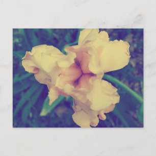 Daffodil Vintage Floral Photography Postcard