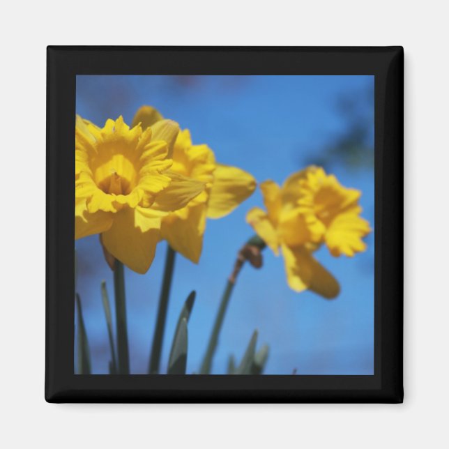 Daffodills Magnet (Front)