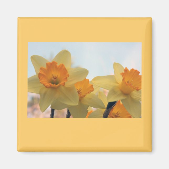 Daffodills Magnet (Front)