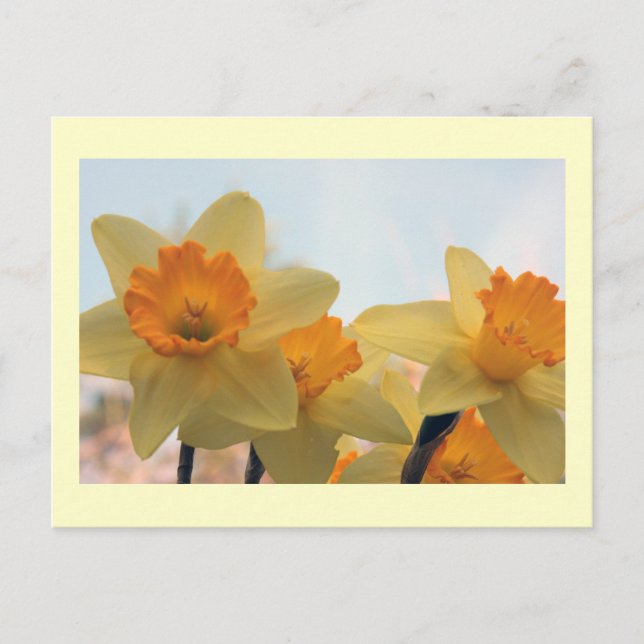 Daffodills Postcard (Front)