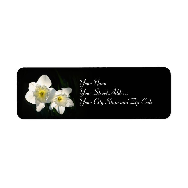 Daffodils (Front)