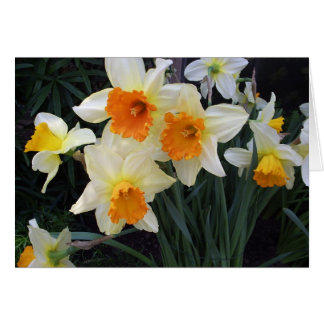 Daffodils