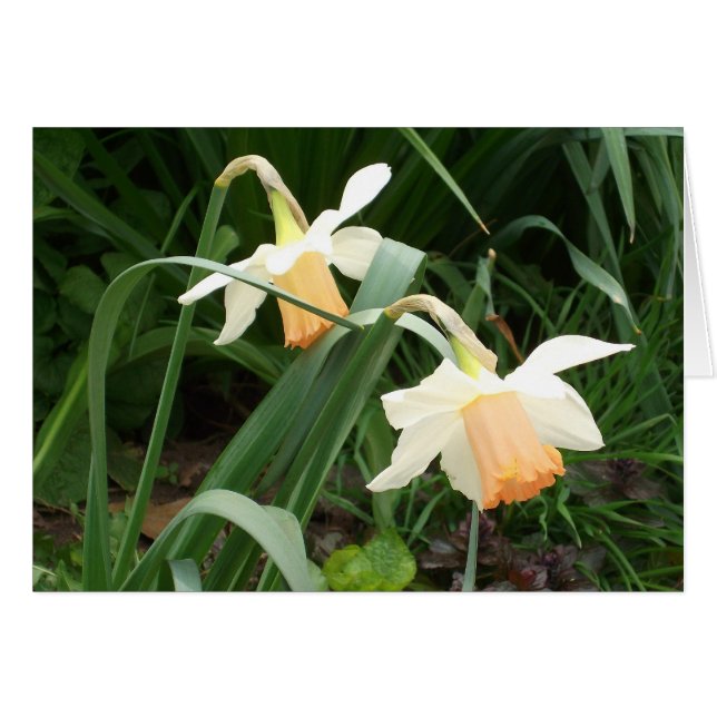 Daffodils (Front Horizontal)
