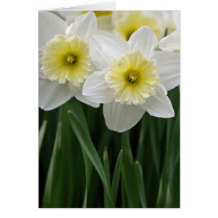 Daffodils