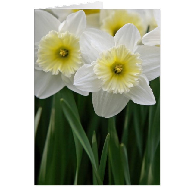 Daffodils (Front)