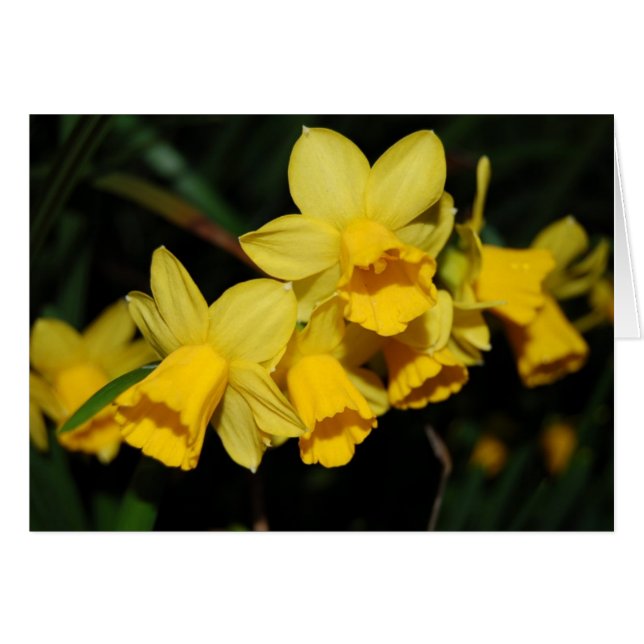 daffodils (Front Horizontal)