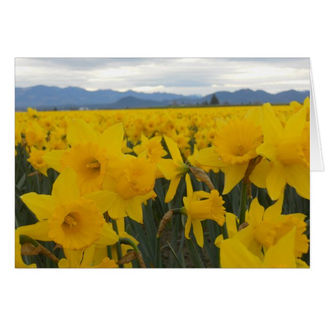 Daffodils (Front Horizontal)