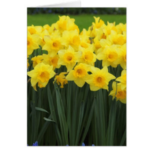 Daffodils