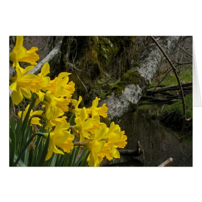 Daffodils 01 (Front Horizontal)