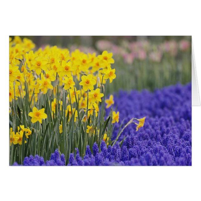 Daffodils and Grape Hyacinth, Keukenhof 3 (Front Horizontal)