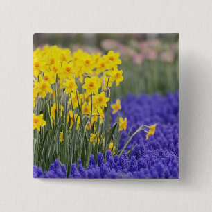 Daffodils and Grape Hyacinth, Keukenhof 3 15 Cm Square Badge