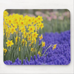 Daffodils and Grape Hyacinth, Keukenhof 3 Mouse Pad