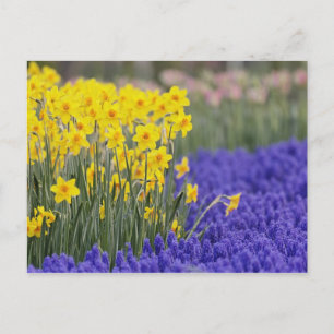 Daffodils and Grape Hyacinth, Keukenhof 3 Postcard