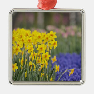 Daffodils and Grape Hyacinth, Keukenhof Metal Tree Decoration