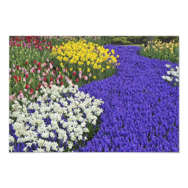 Daffodils and Grape Hyacinth, Keukenhof Photo Print (Front)