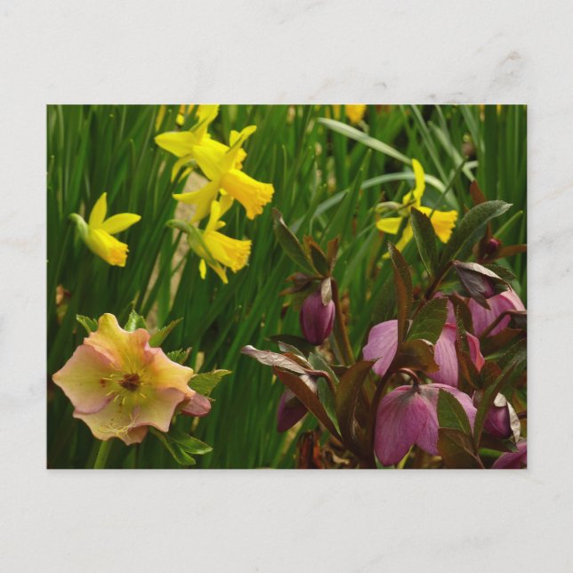 Daffodils and Lenten Roses Colourful Floral Postcard (Front)