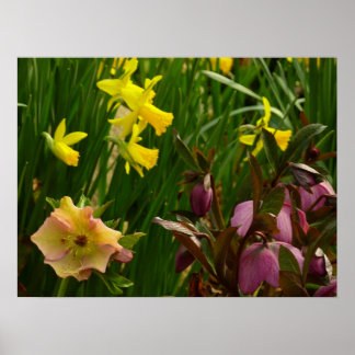 Daffodils and Lenten Roses Colourful Floral Poster