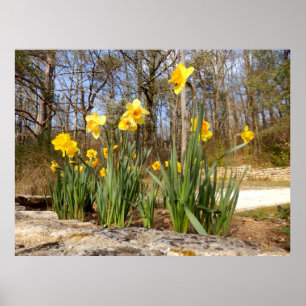 Daffodils at Easter Poster