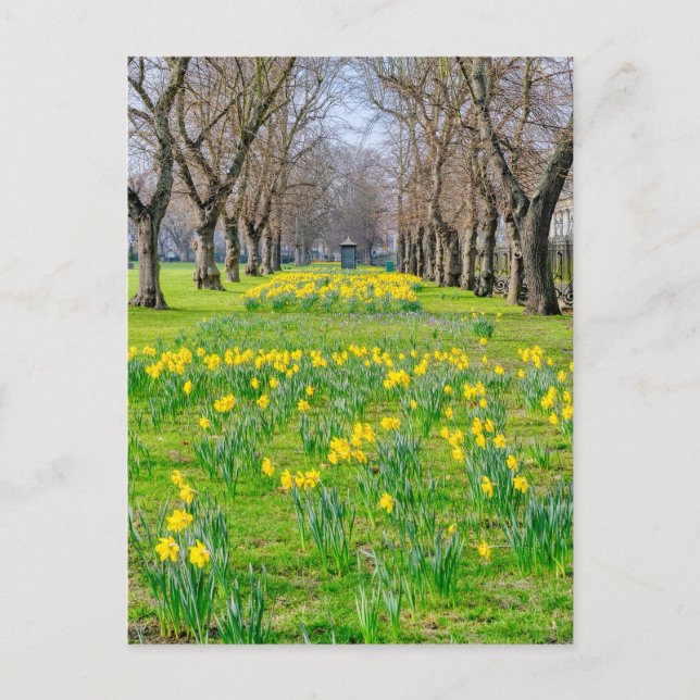 Daffodils at Greenwich, London UK Postcard (Front)