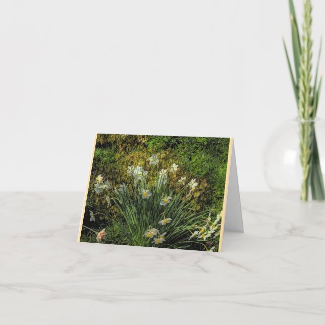 Daffodils at Stenton House Folded Note Card (Front)