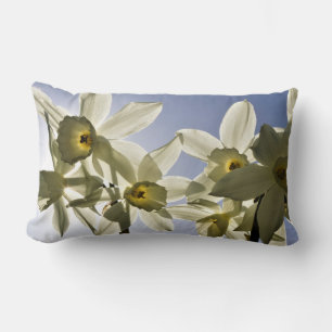 Daffodils blooming with a spring blue sky lumbar cushion