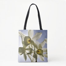 Daffodils blooming with a spring blue sky