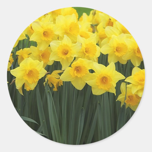 Daffodils Classic Round Sticker (Front)