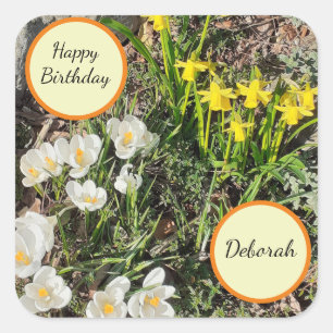 Daffodils & Crocus Birthday Square Sticker