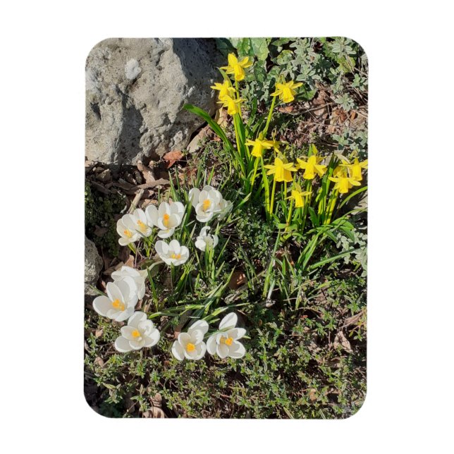 Daffodils & Crocus Magnet (Vertical)