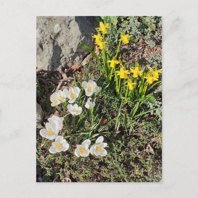 Daffodils & Crocus Postcard (Front)