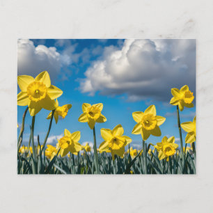 Daffodils Dancing Postcard
